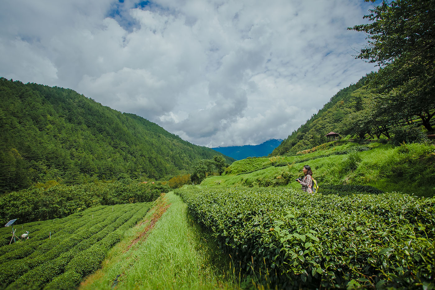 Tea plantation of Wuling Farm