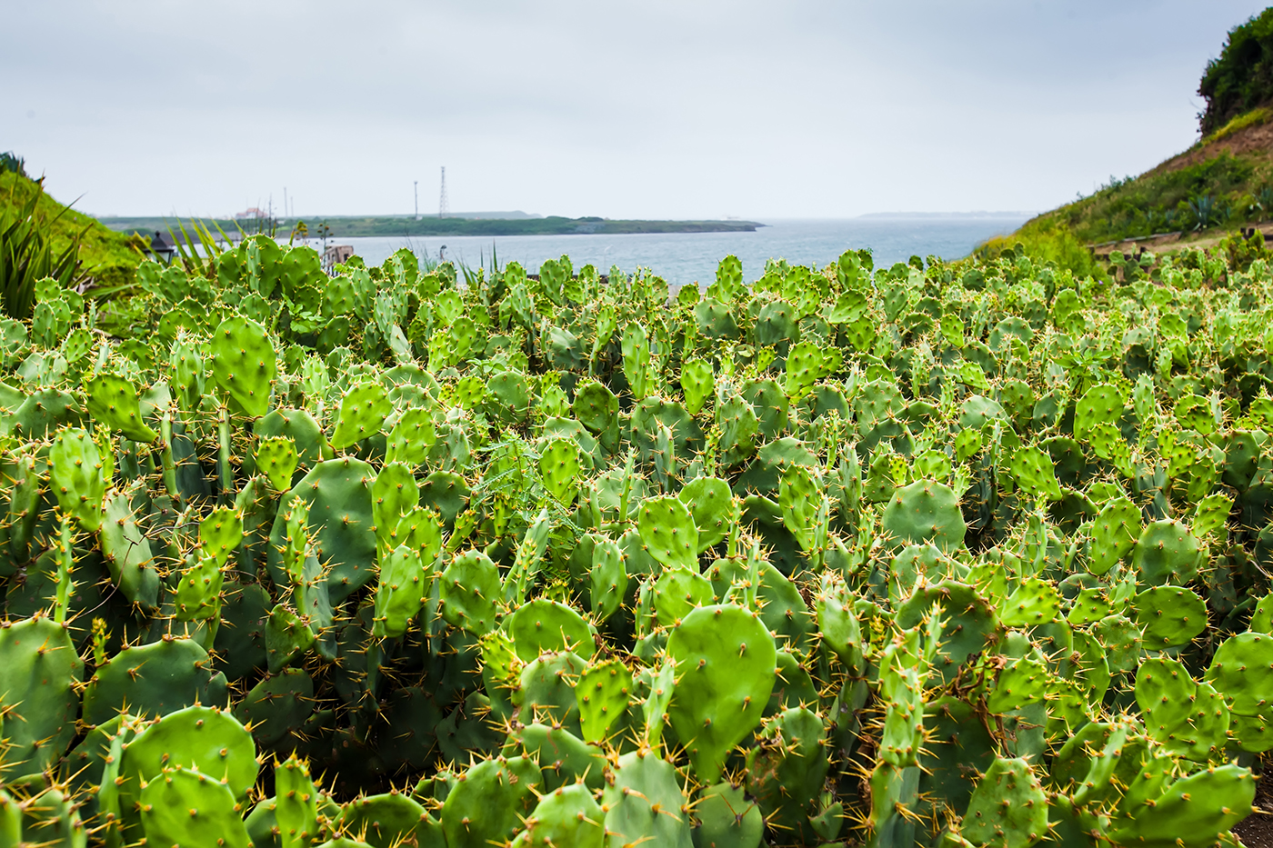 Cactus field