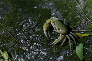 A green crab spotted on a nighttime eco-tour at Sheding