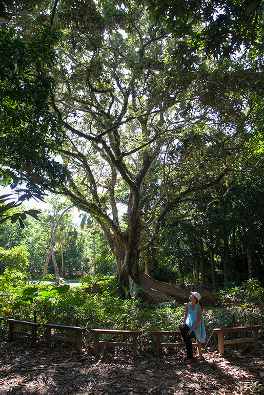 Girl sitting in front of a large tree with strange roots in Kending