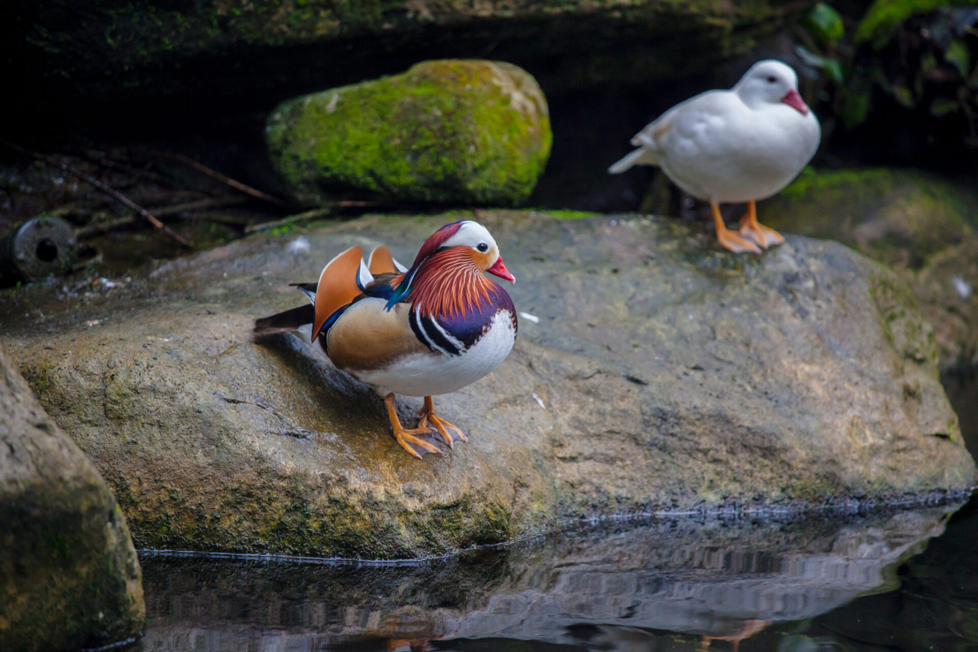 Water fowl