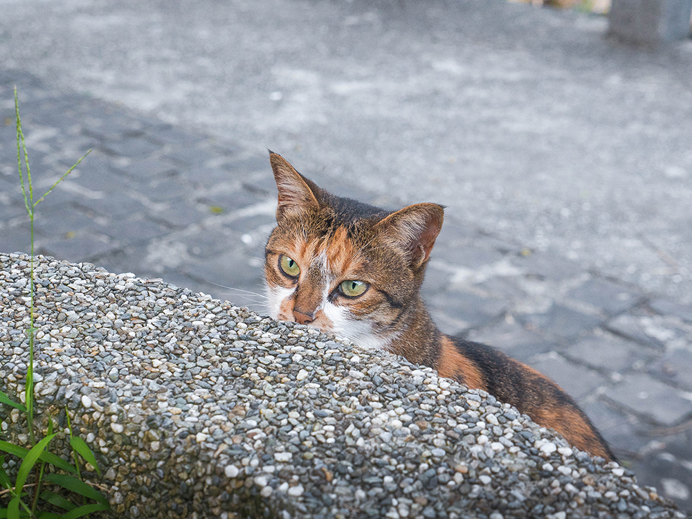 Street cat in Houtong village