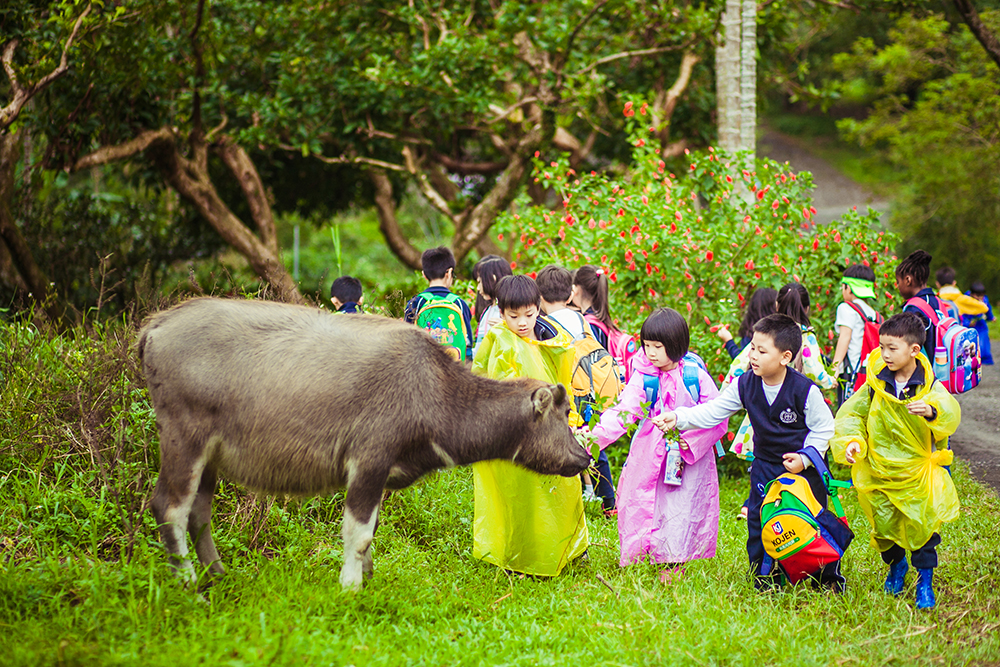 Young children feeding a young water buffalo