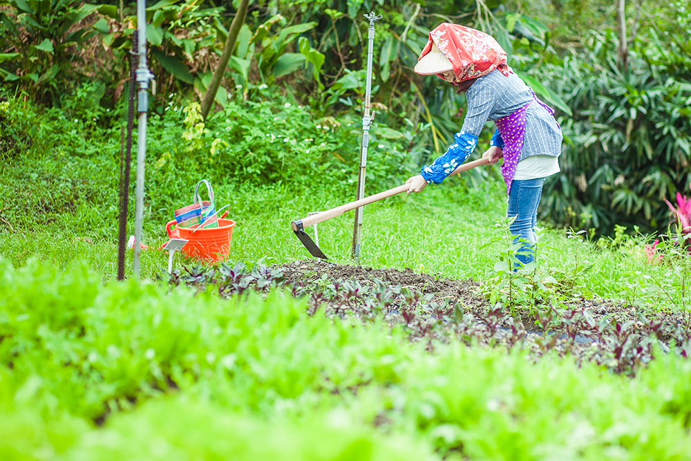 Visitor hoeing in the farm's vegetable garden