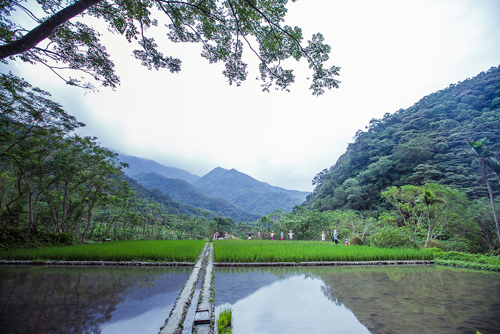 View of rice fields on Toucheng Farm