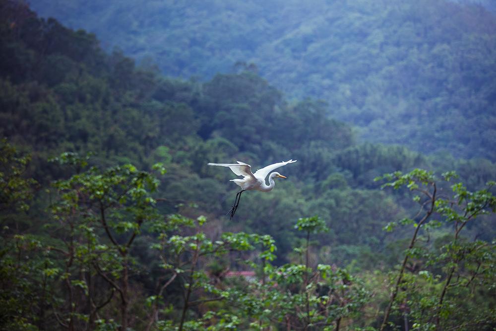 White egret flying gracefully in front of mountains