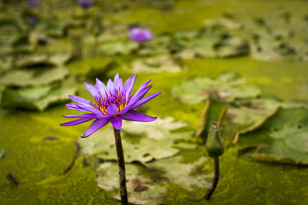Close-up of lotus flower in Baihe Lotus Park