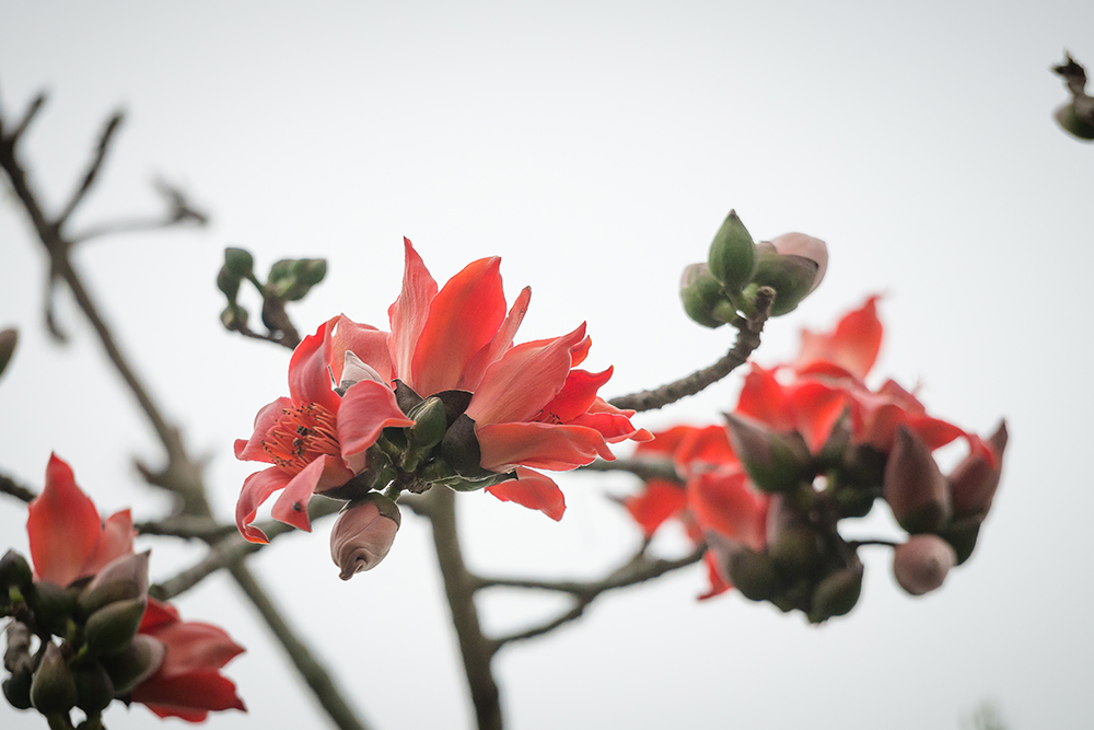 Beautiful blossoms of the Red Cotton tree