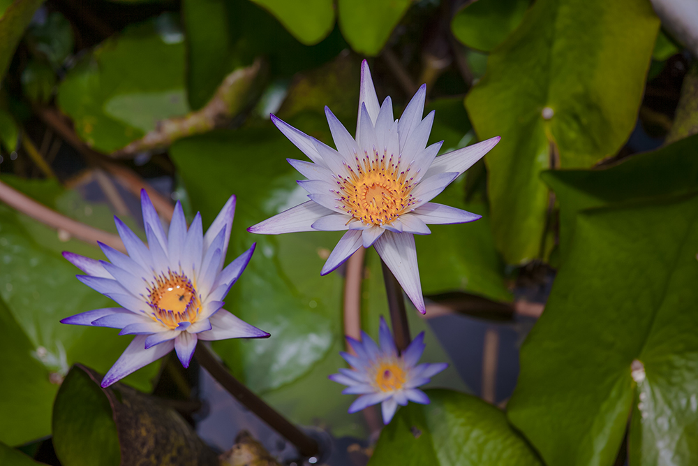 Lotus flowers at Crying Lake