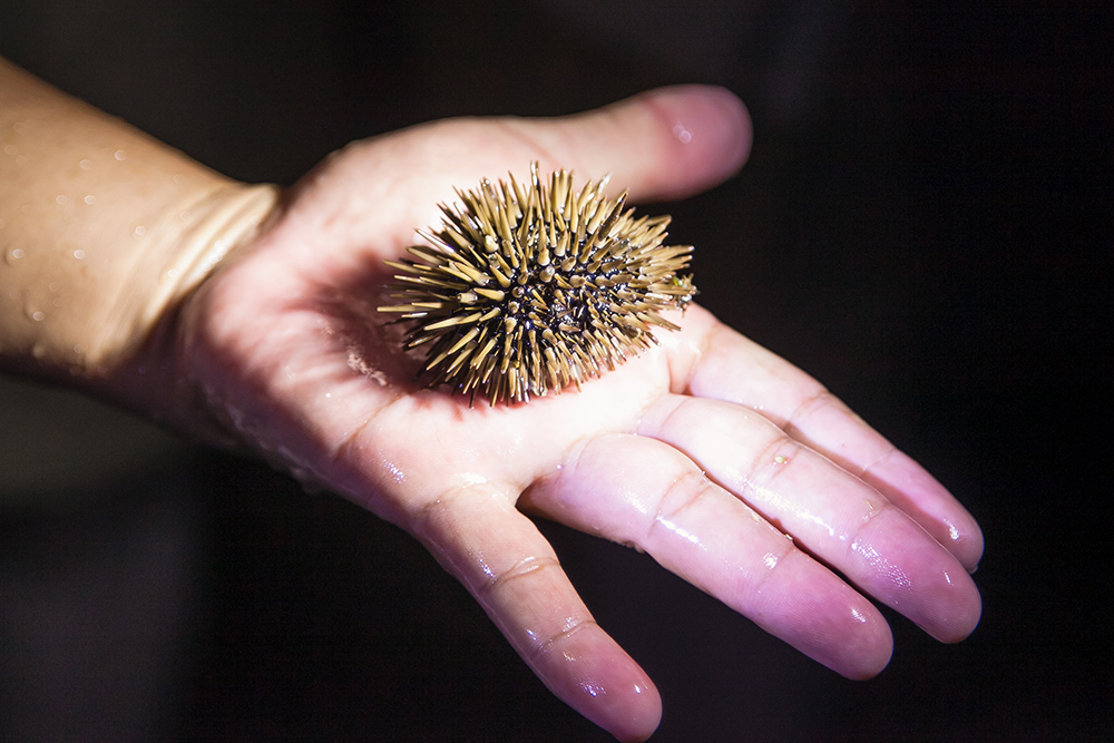 Sea urchin in tidal zone