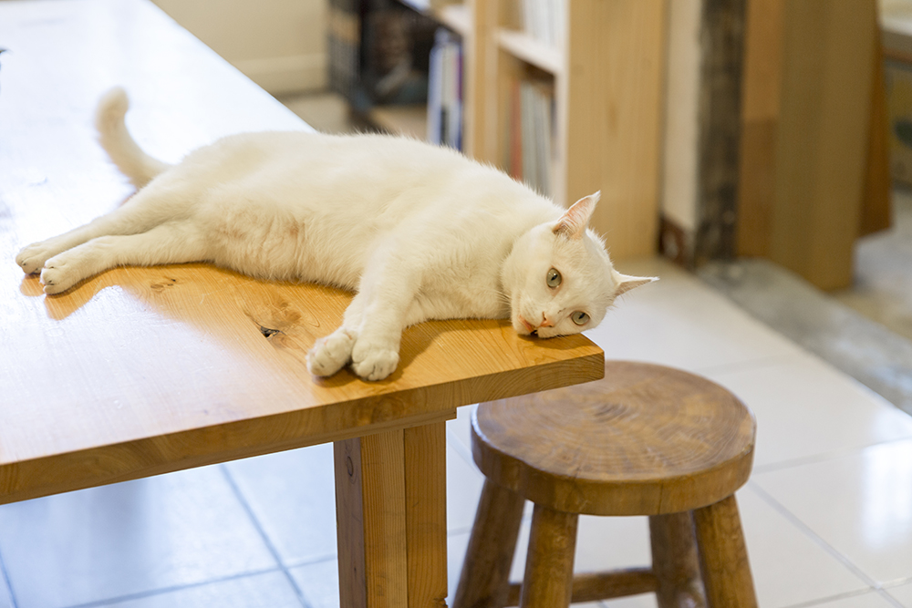 Cat inside Time Secondhand Bookstore