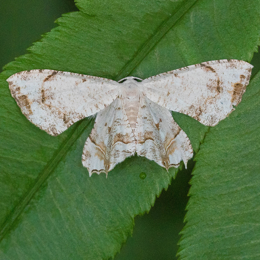 Some white moth