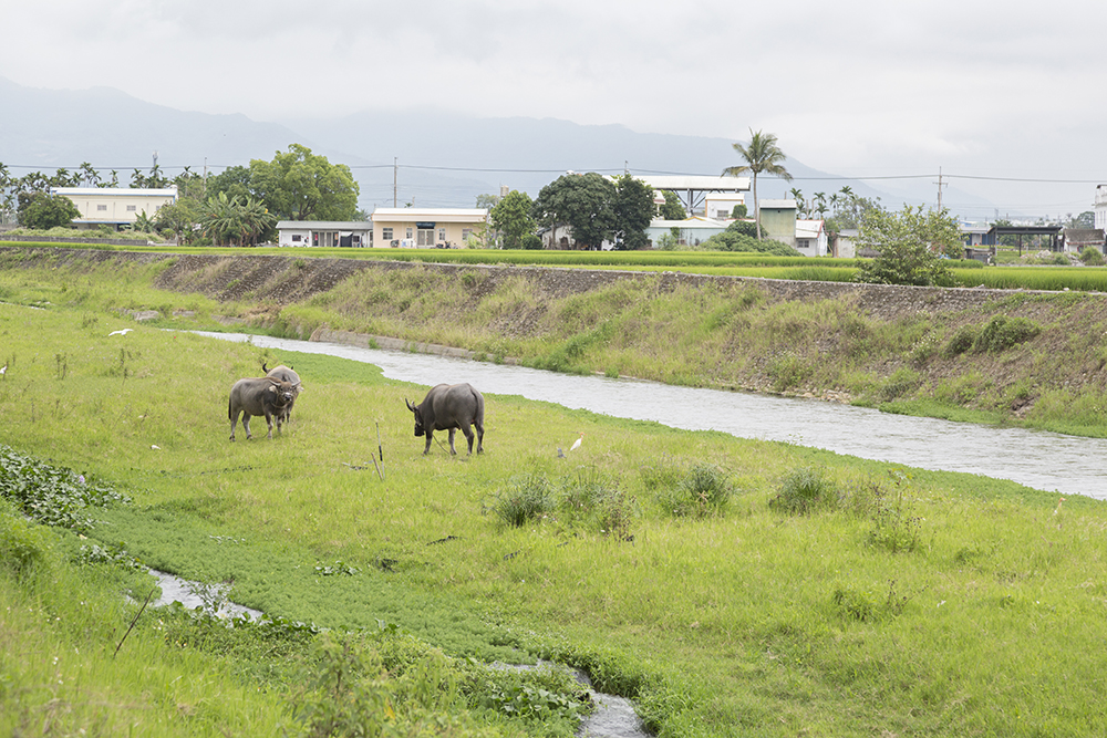 Grazing water buffaloes near Guanshan Canal
