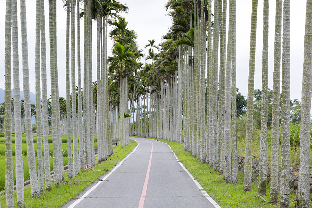 Aisle of Betel Nut Palms on Guanshan Bike Path