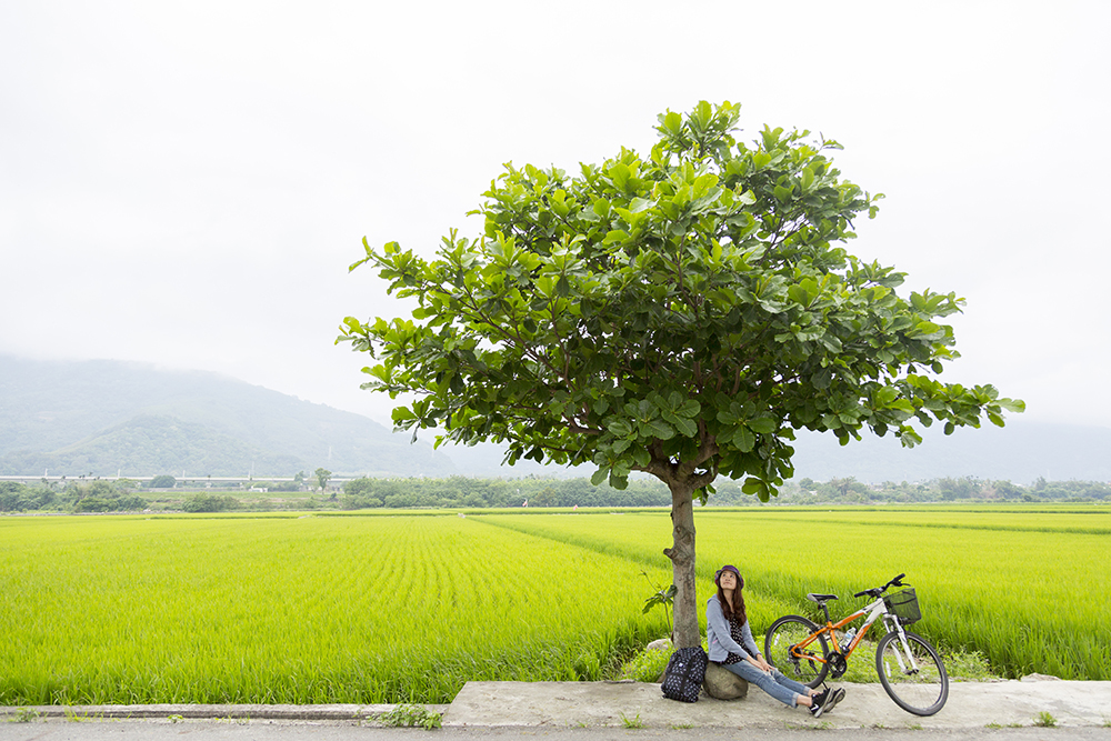 Tree and paddy fields along Guanshan Bike Path