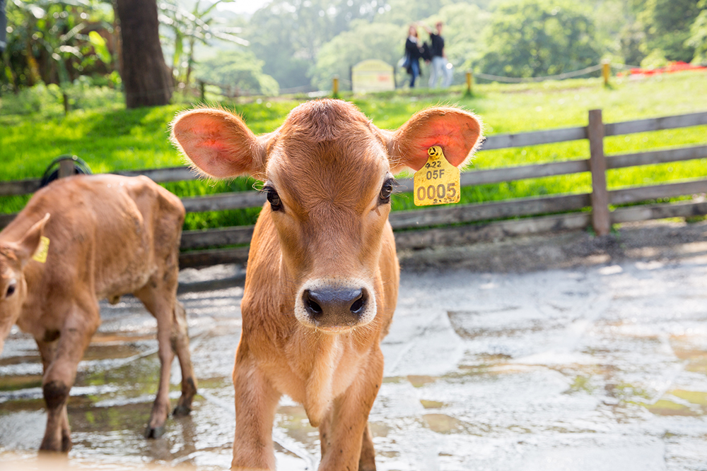 Cute calves in Dairy Cattle Area