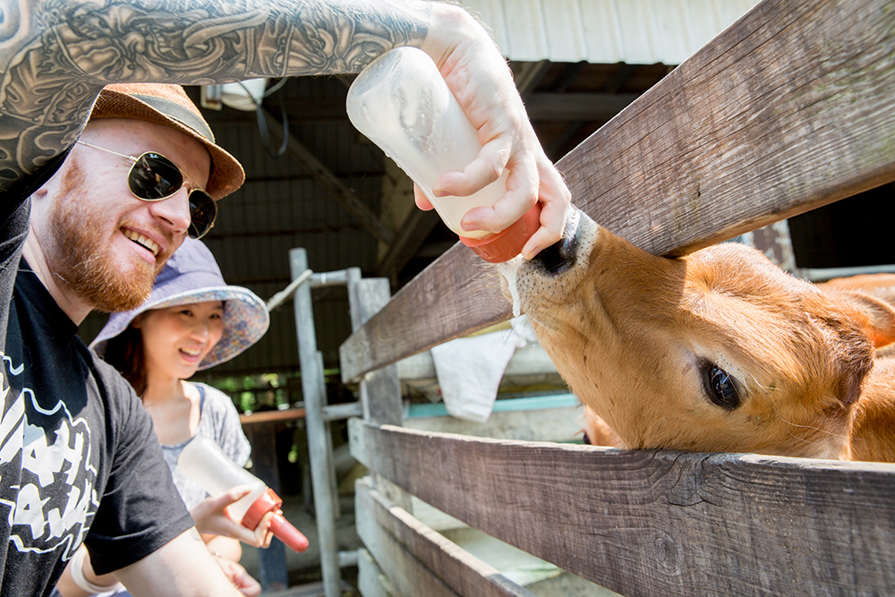 Feeding calves in Dairy Cattle Area