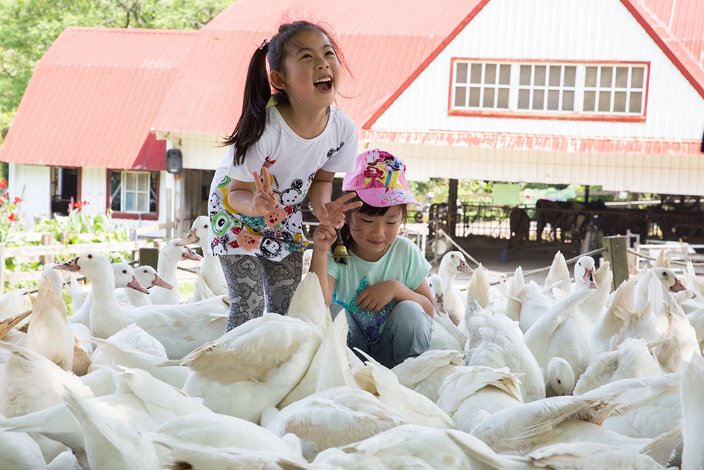 Two children surrounded by white ducks