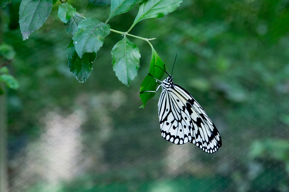 Black and white butterfly in Butterfly Area