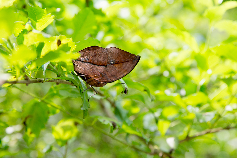 Dead-leaf butterfly in Butterfly Area