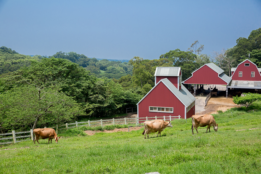 Cows walking in front of barns in Dairy Cattle Area