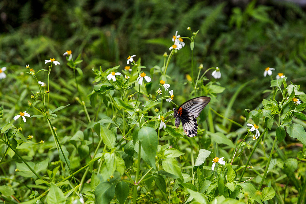 Swallowtails and other butterflies are common on the farm