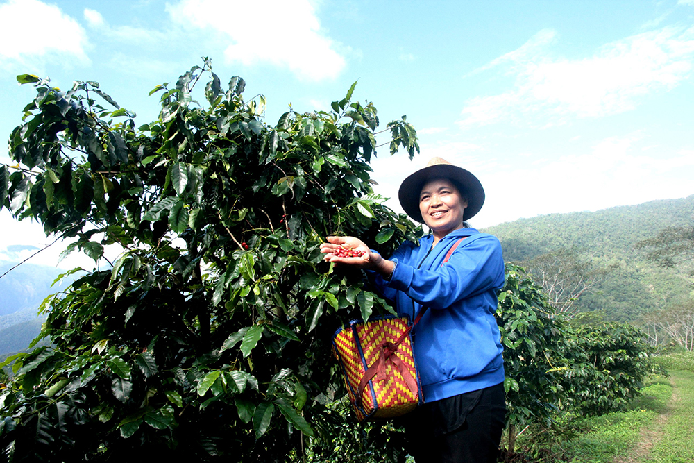 Harvesting coffee beans