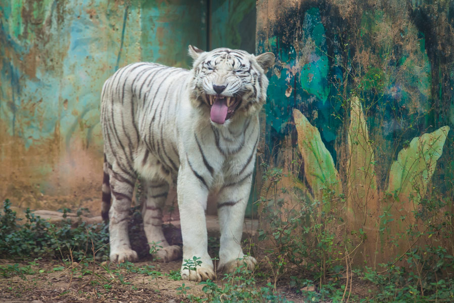 White tiger Mashisa