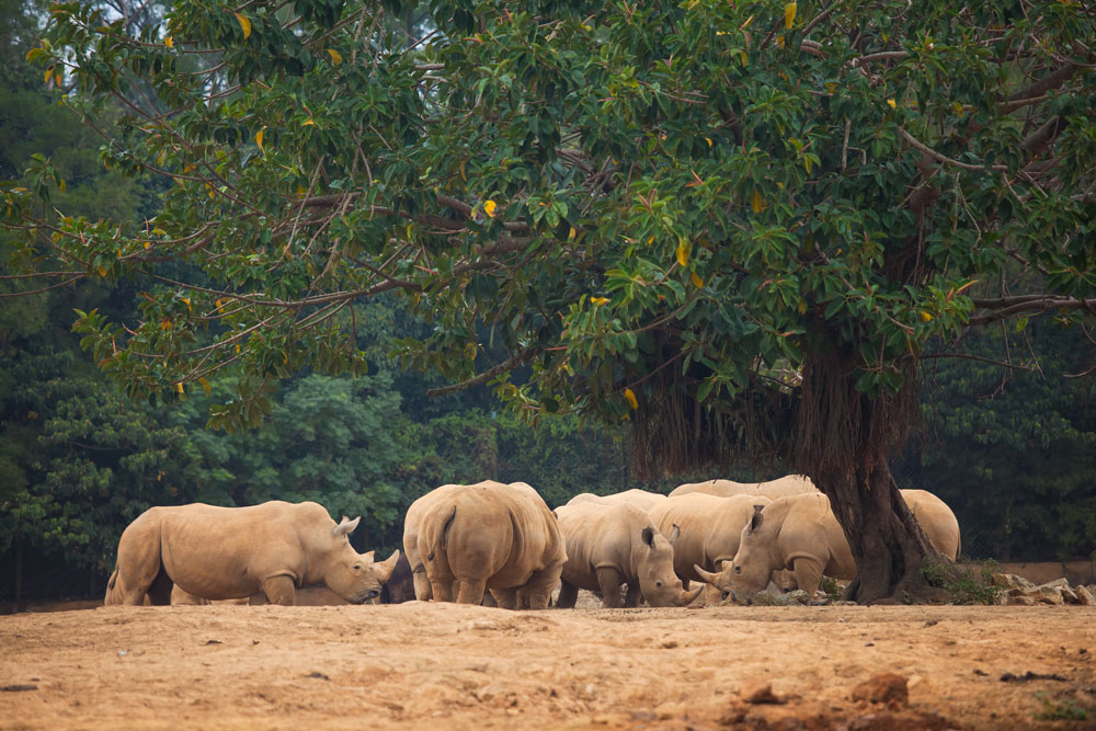 Rhinos seen from the Nairobi Express