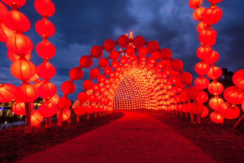 Lantern fish