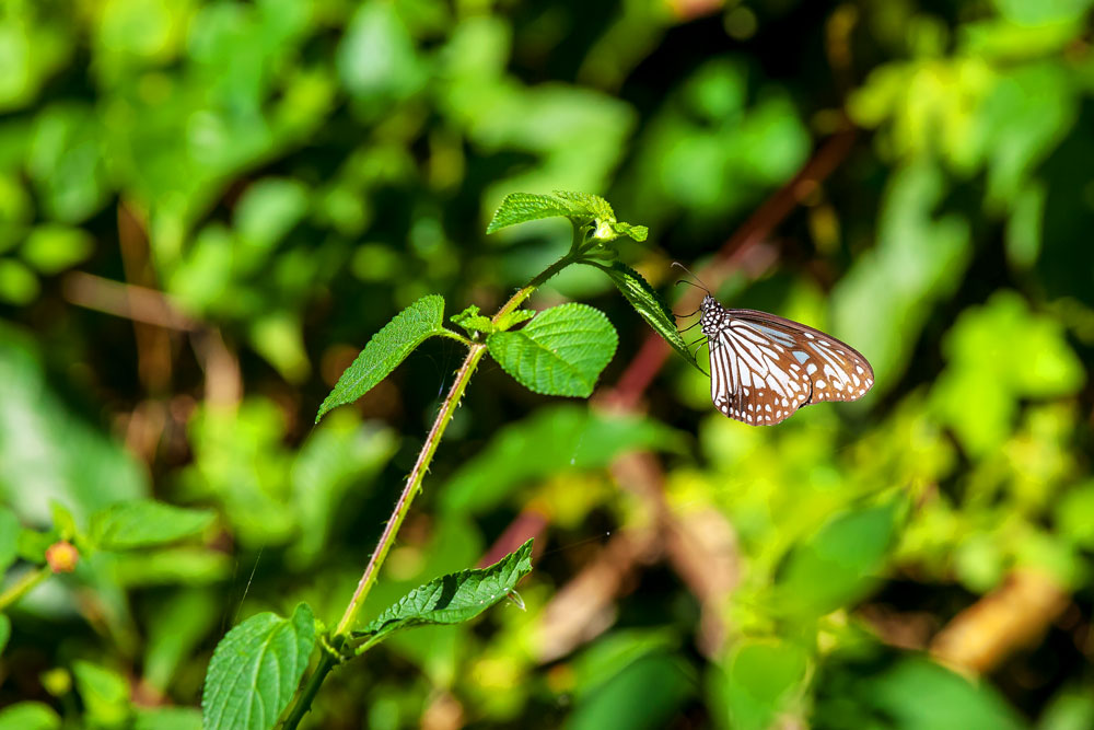 Butterfly on the Qixingling Trail