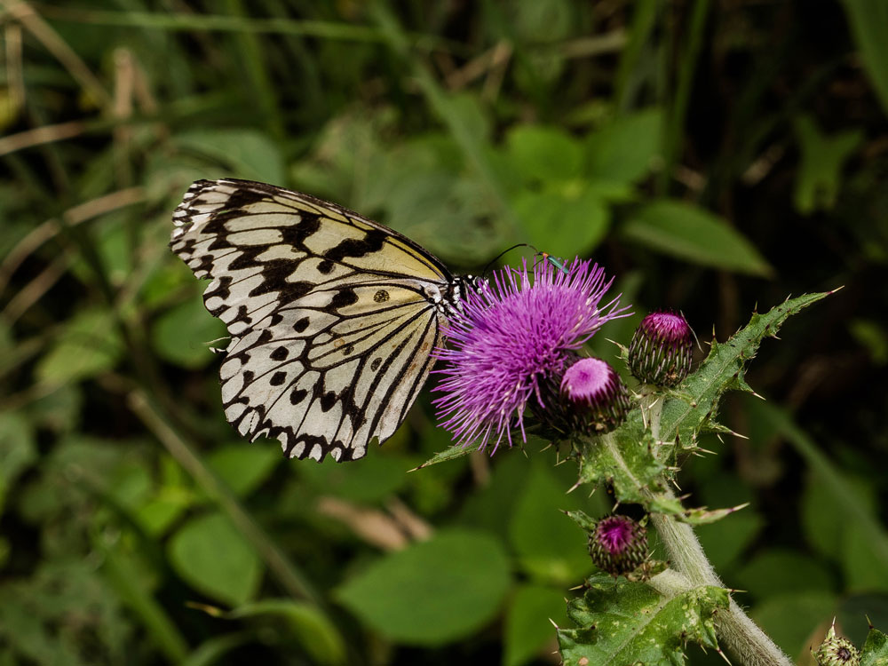 Big white butterfly on thistle