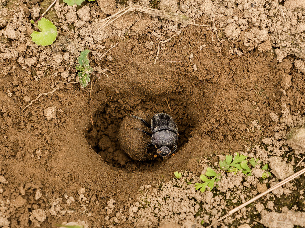 A beetle rolling a dirt ball