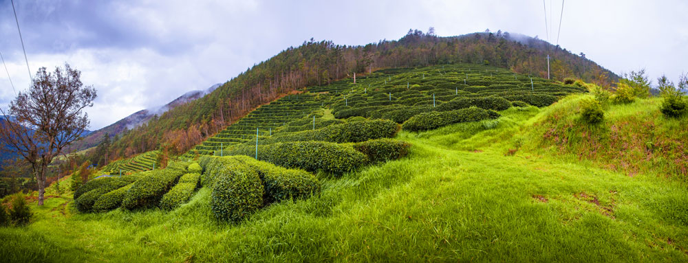 Wuling Farm, Taichung City