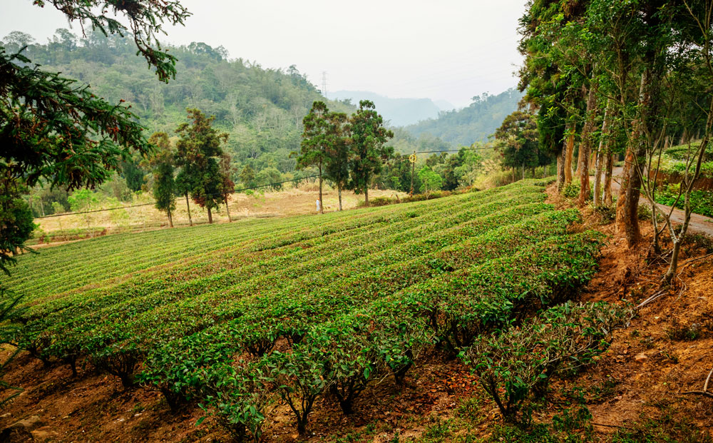 Mt. Maolan, Nantou County