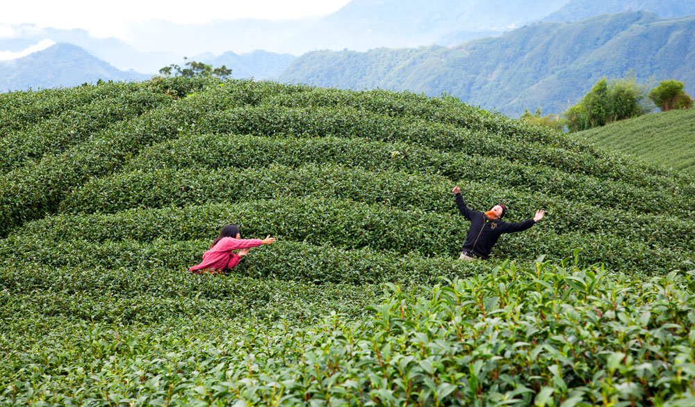 At Shizuo, Alishan Tea Plantations