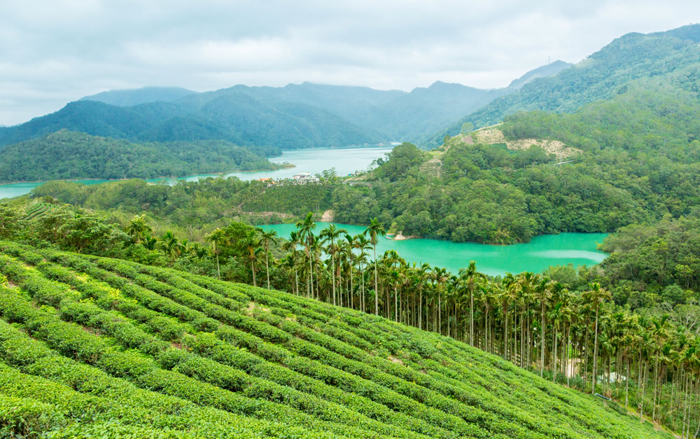 tea plantation tour taiwan