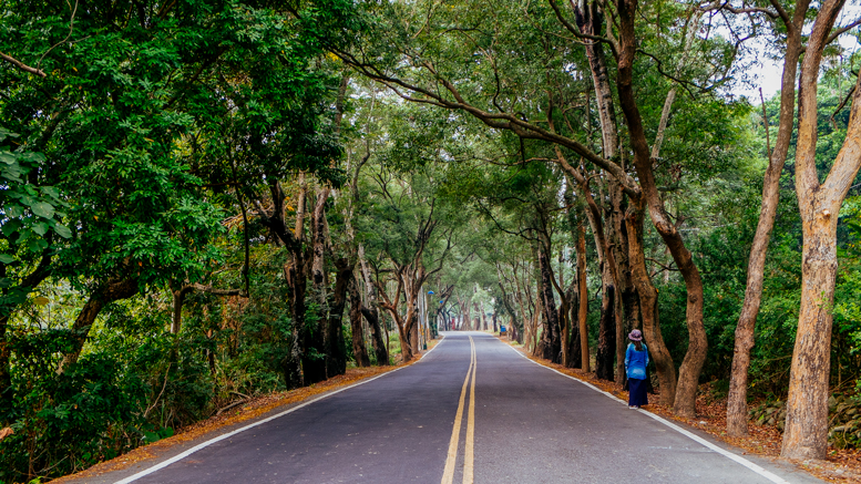 The Green Tunnel