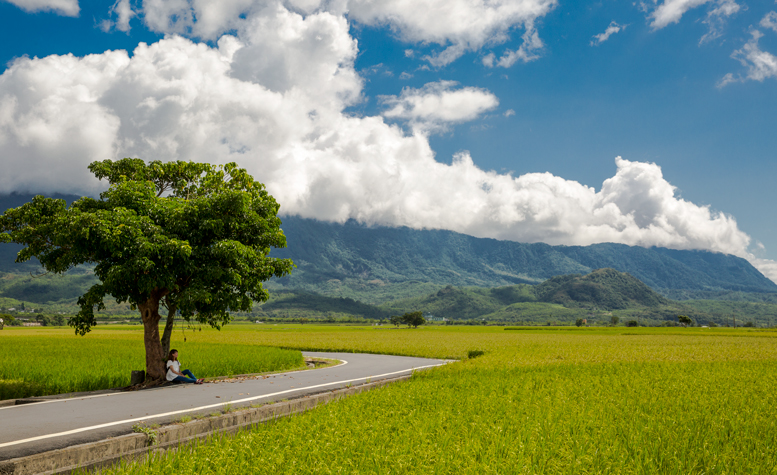 Mr Brown Avenue rice fields