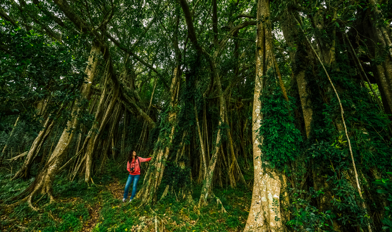 Thousand Root Banyan at Zhiben National Forest Recreation Area