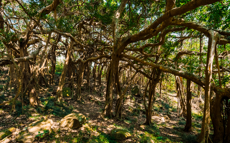 White Banyan Tree Park