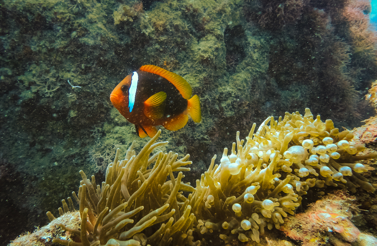 Kenting diving: Clown fish in waters off Kenting's Houbihu Harbor