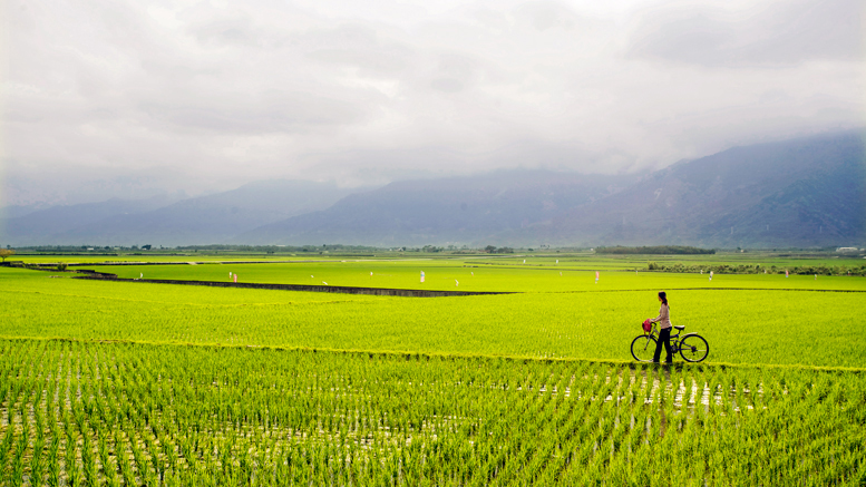 Rice fields in the East Rift Valley