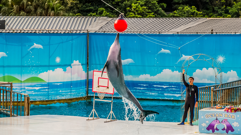 Dolphin stunt