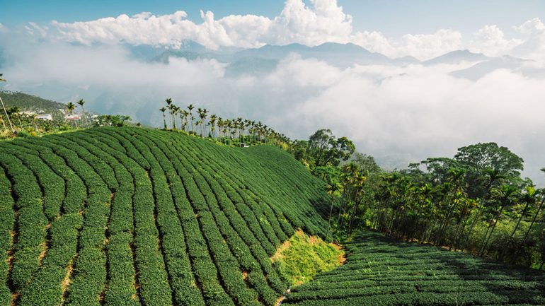 High-mountain tea plantation in Taiwan