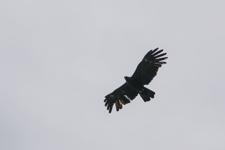 Eagle sighting