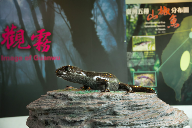 At the Guanwu Formosan Salamander Ecology Center
