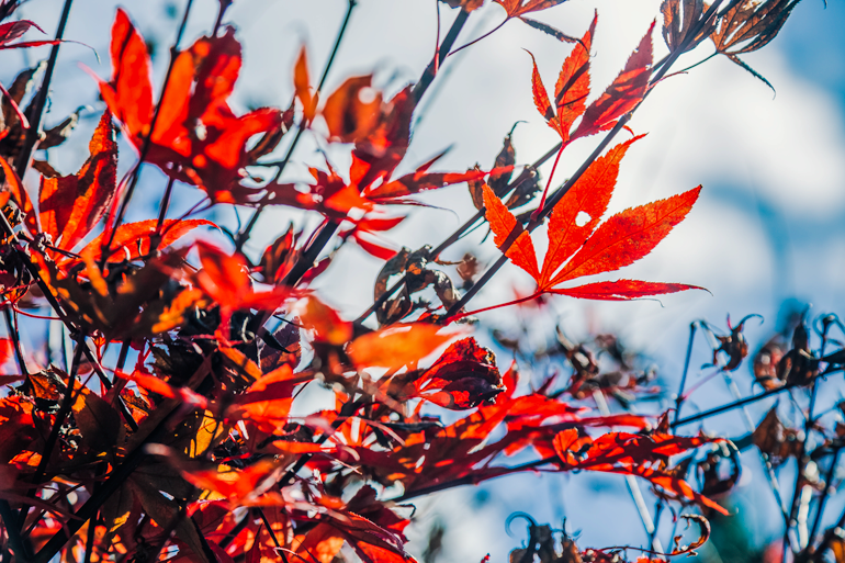 Maple leaves at Sun-Link-Sea