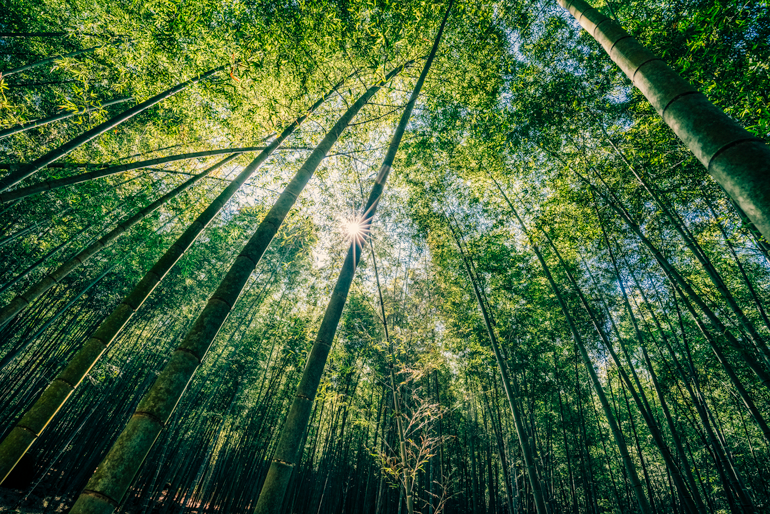 Bamboo forest in Xiaobantian