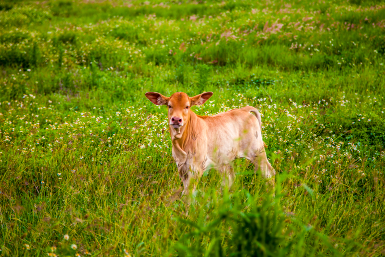 Penghu resident